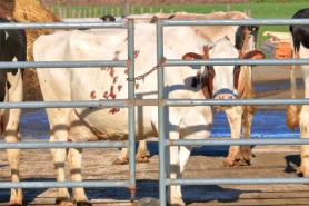 Eid al-Adha: Why You Should Avoid Butchering Animals at Home